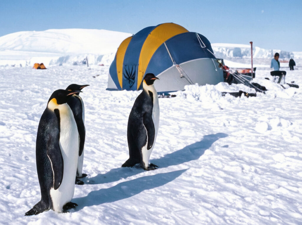 Enurance shelter with Emperor Penguins in Antarctica