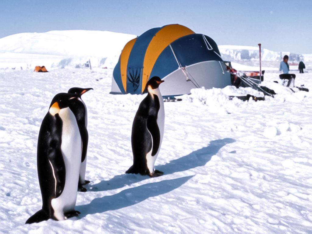 Penguins in front of Endurance